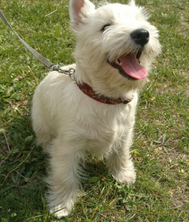 Additional photos: West Highland puppies from an import manufacturer, grandson of the World