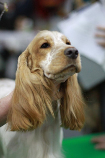 Additional photos: English cocker spaniel puppy