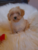 Additional photos: Maltipoo puppies