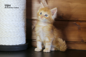 Photo №2 to announcement № 6136 for the sale of maine coon - buy in Belarus from nursery