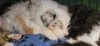 Photo №3. Australian Shepherd Puppy. Norway