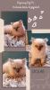 Photo №4. I will sell british shorthair in the city of Warsaw. breeder - price - 520$