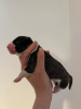 Additional photos: bull terrier puppies for sale
