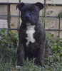 Photo №2 to announcement № 13610 for the sale of staffordshire bull terrier - buy in Russian Federation 