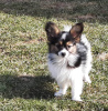 Additional photos: Papillon puppies from the kennel!