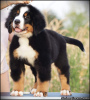 Photo №4. I will sell bernese mountain dog in the city of Belgrade. breeder - price - negotiated