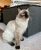 Photo №4. I will sell siamese cat in the city of Munich. private announcement, breeder - price - 528$