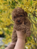 Photo №2 to announcement № 20134 for the sale of poodle (toy) - buy in Switzerland private announcement
