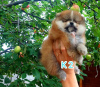 Photo №3. Pomeranian Spitz. Russian Federation