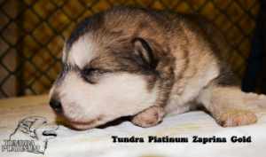 Photo №2 to announcement № 3830 for the sale of alaskan malamute - buy in Kazakhstan from nursery