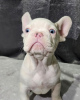 Photo №4. I will sell french bulldog in the city of Shreveport.  - price - negotiated