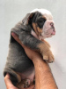 Photo №1. english bulldog - for sale in the city of Helsinki | 475$ | Announcement № 125671