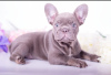 Photo №4. I will sell french bulldog in the city of Miami. from nursery - price - negotiated