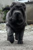 Photo №2 to announcement № 88677 for the sale of shar pei - buy in Poland private announcement