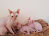 Photo №1. sphynx cat - for sale in the city of Амстердам | 264$ | Announcement № 124257