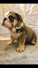 Photo №3. Top bloodline English Bulldog puppies ready now. Germany