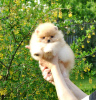 Photo №1. pomeranian - for sale in the city of Москва | 651$ | Announcement № 106585