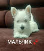 Photo №1. west highland white terrier - for sale in the city of Grodno | 450$ | Announcement № 11894