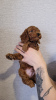 Photo №2 to announcement № 85646 for the sale of poodle (dwarf), poodle (toy) - buy in Belarus breeder