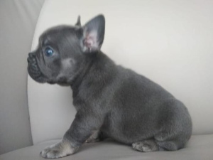Photo №1. french bulldog - for sale in the city of Karlsruhe | 442$ | Announcement № 733