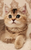 Photo №1. british shorthair - for sale in the city of Химки | negotiated | Announcement № 19314