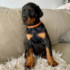 Photo №1. dobermann - for sale in the city of Oslo | 581$ | Announcement № 80679