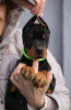 Additional photos: Doberman puppies