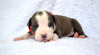 Photo №4. I will sell american staffordshire terrier in the city of Zhytomyr. from nursery, breeder - price - 1000$