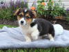 Photo №3. Gorgeous healthy dna clear pembs corgi pups. Greece