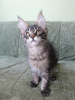 Photo №3. Maine coon cat. Russian Federation