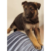 Photo №2 to announcement № 45616 for the sale of german shepherd - buy in United States 