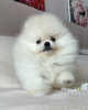 Photo №1. pomeranian - for sale in the city of Lübeck | 280$ | Announcement № 119140