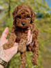 Additional photos: Miniature poodle