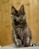 Photo №1. maine coon - for sale in the city of Vladimir | 651$ | Announcement № 120226