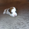 Photo №4. I will sell jack russell terrier in the city of Eagle. from nursery - price - negotiated