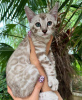 Photo №1. bengal cat - for sale in the city of Paris | negotiated | Announcement № 84822