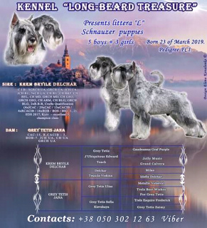 Photo №2 to announcement № 3213 for the sale of standard schnauzer - buy in Ukraine from nursery