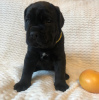 Photo №3. Cane Corso puppies for sale. Russian Federation