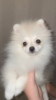 Photo №2 to announcement № 40312 for the sale of pomeranian - buy in Russian Federation private announcement