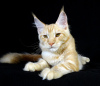 Photo №1. maine coon - for sale in the city of Tolyatti | 324$ | Announcement № 7742