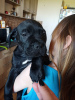 Additional photos: Cane Corso puppies