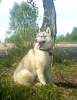 Photo №1. siberian husky - for sale in the city of Voronezh | 675$ | Announcement № 11611