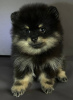Photo №1. pomeranian - for sale in the city of Kharkov | negotiated | Announcement № 66538