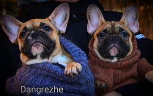 Photo №2 to announcement № 4472 for the sale of non-pedigree dogs - buy in Russian Federation from nursery, breeder