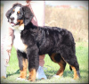 Additional photos: Bernese Mountain Dog