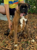 Photo №2 to announcement № 86870 for the sale of boxer - buy in Serbia breeder