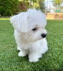 Photo №3. Adorable Teacup Maltese puppie poodle and rehoming s. United States