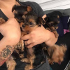 Photo №2 to announcement № 95821 for the sale of yorkshire terrier - buy in Germany private announcement