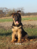 Photo №4. I will sell german shepherd in the city of Остер. from nursery - price - 400$