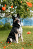 Photo №3. Luxurious Makena is looking for a home. Russian Federation